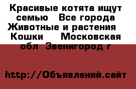 Красивые котята ищут семью - Все города Животные и растения » Кошки   . Московская обл.,Звенигород г.